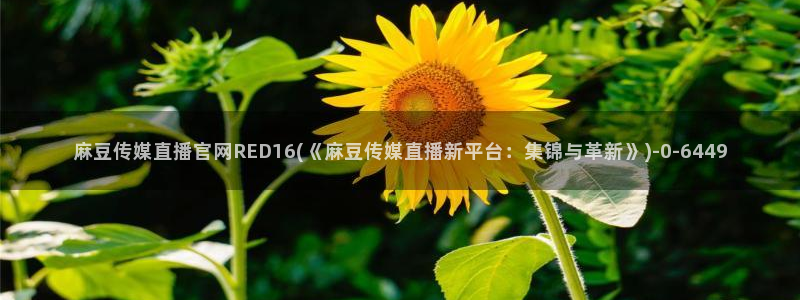 麻豆传媒直播官网 视频